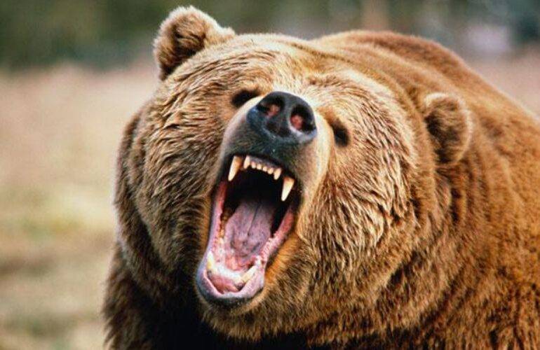 Bear illuminated by LED lights